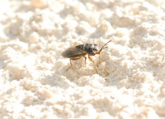 Geocoris megacephalus