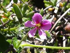 Pelargonium hirtum