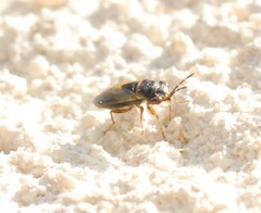 Geocoris megacephalus