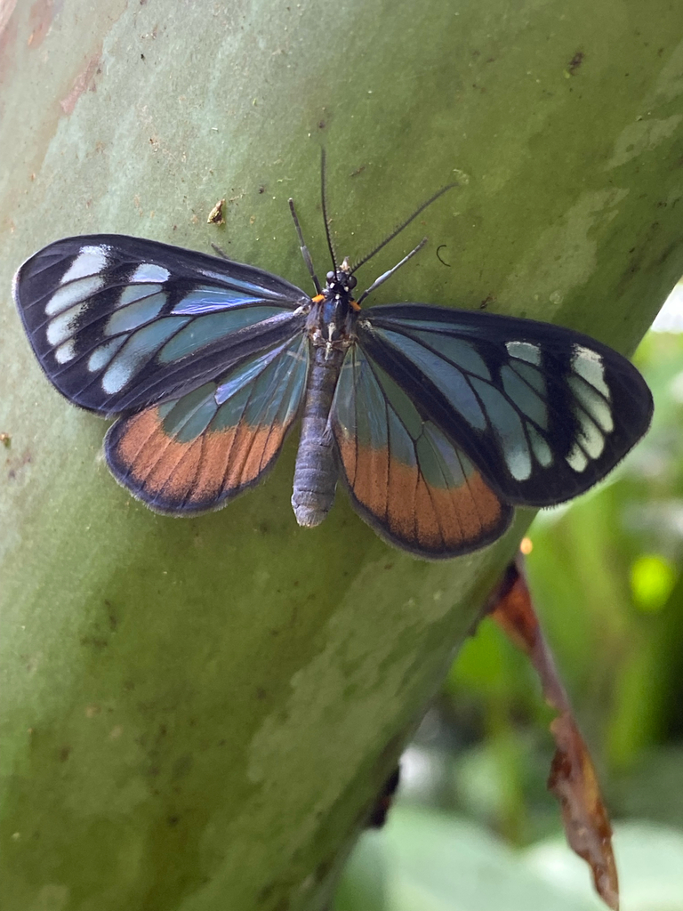 Dioptis pellucida