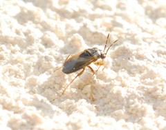 Geocoris megacephalus