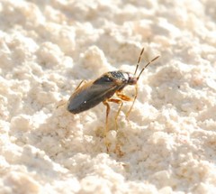Geocoris megacephalus