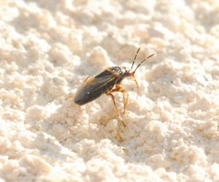 Geocoris megacephalus