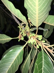 Sideroxylon tepicense