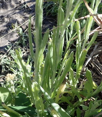 Pseudognaphalium undulatum