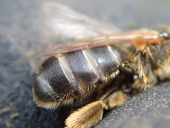 Halictus quadricinctus