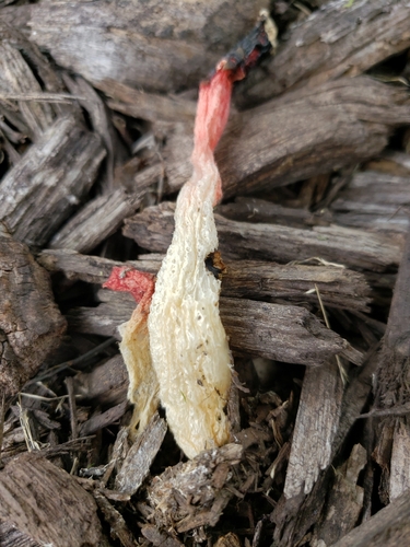 Wrinkly Stinkhorn (Satyrus rugulosus)