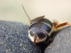 Halictus quadricinctus