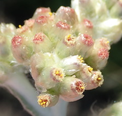 Pseudognaphalium undulatum