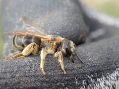 Halictus quadricinctus