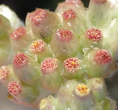 Pseudognaphalium undulatum