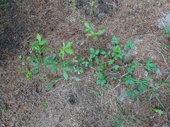 Potentilla inclinata