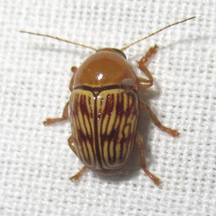 Cryptocephalus fulguratus
