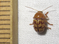 Cryptocephalus fulguratus