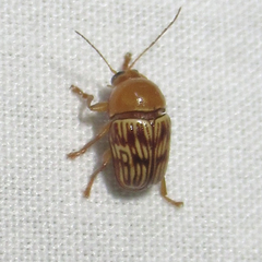 Cryptocephalus fulguratus