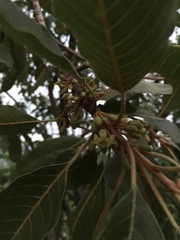 Sideroxylon tepicense