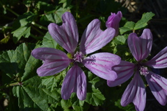 Malva sylvestris