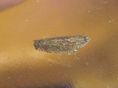 Scaphytopius frontalis