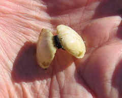 Macoma