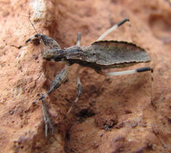 Oncocephalus acutangulus
