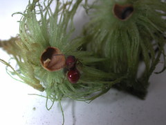 Amphibolips quercuscinerea