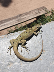 Archaeolacerta bedriagae