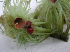 Amphibolips quercuscinerea