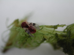 Amphibolips quercuscinerea