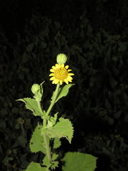 Simsia foetida