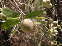Amphibolips quercuscinerea