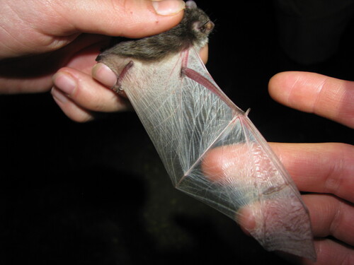 Nyanza Serotine (Pseudoromicia nyanza) — Data Deficient Mammalia