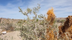 Cuscuta psorothamnensis