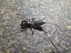 Thelyphonus sepiaris