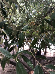 Elaeagnaceae