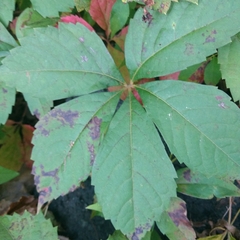 Phyllosticta parthenocissi