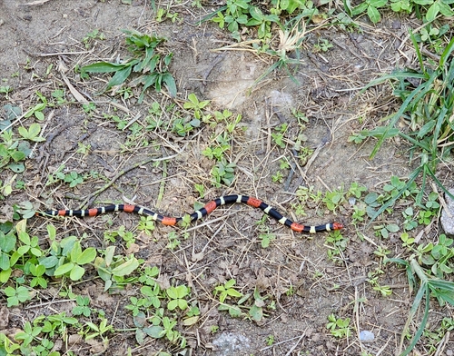 Natterer's Coralsnake