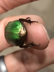Chrysina lecontei