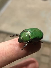 Chrysina lecontei
