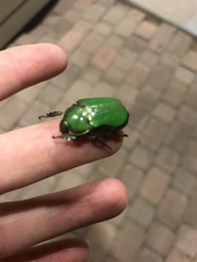 Chrysina lecontei
