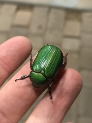 Chrysina lecontei