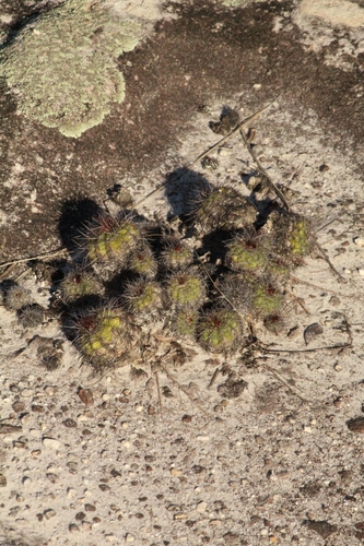 Parodia carambeiensis