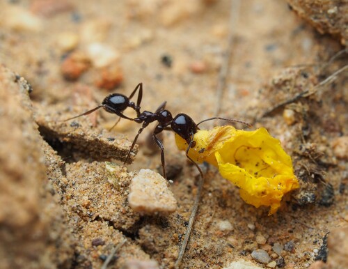 Messor celiaeMessor celiae