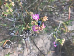 Clania coeruleovittata