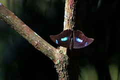 Archaeoprepona demophoon