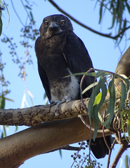 Macheiramphus alcinus anderssoni