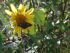 Polygonus savigny savigny