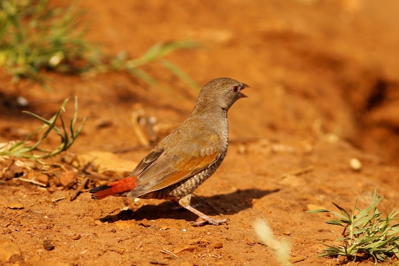 Orange-winged Pytilia (Pytilia afra), photo 5