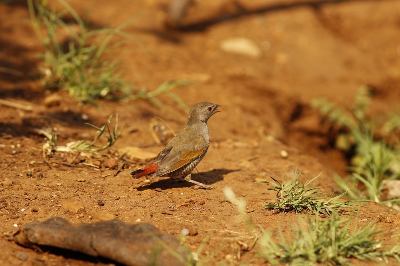 Orange-winged Pytilia (Pytilia afra), photo 6