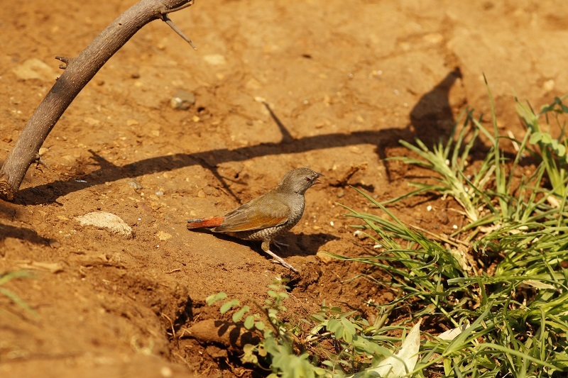 Orange-winged Pytilia (Pytilia afra), photo 10
