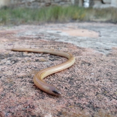 Cape Legless Skink photo 4